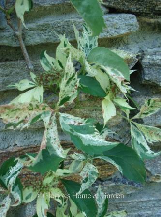 Parthenocissus quinquefolia 'Monham'