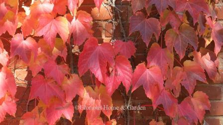 Parthenocissus tricuspidata