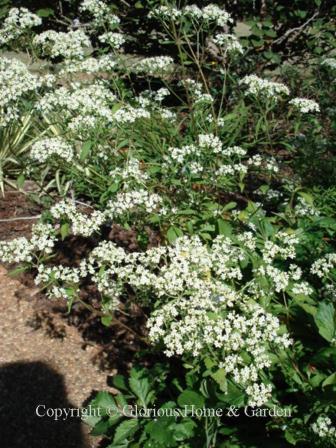 Patrinia villosa