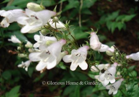 Penstemon digitalis
