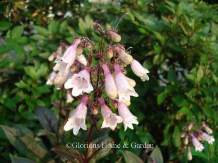 Penstemon digitalis 'Dark Towers'