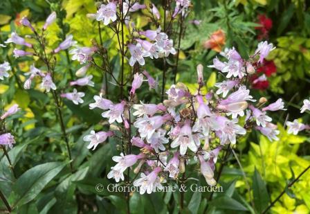 Penstemon digitalis 'Husker Red'