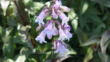 Penstemon digitalis 'Pocohantas'