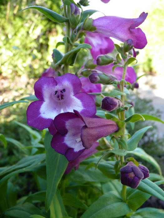 Penstemon x gloxinoides 'Phoenix Violet'