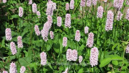 Polygonum affine 'Superba' (Persicaria affinis 'Superba')