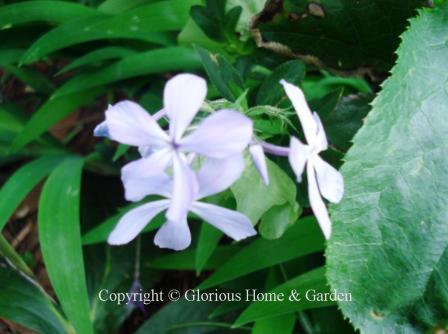 Phlox divaricata 'Clouds of Perfume'