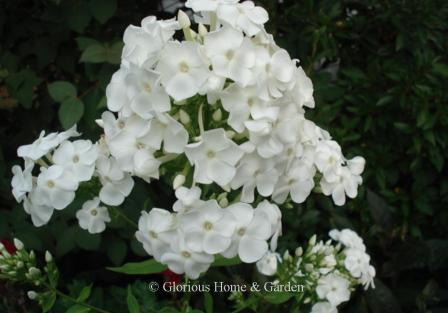 Phlox paniculata 'David'