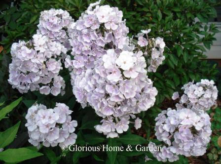 Phlox paniculata 'Franz Schubert'