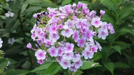 Phlox paniculata 'John Fanick'