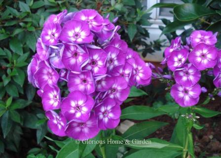 Phlox paniculata 'Laura'