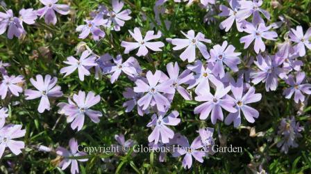 Phlox subulata 'Emerald Cushion Blue'