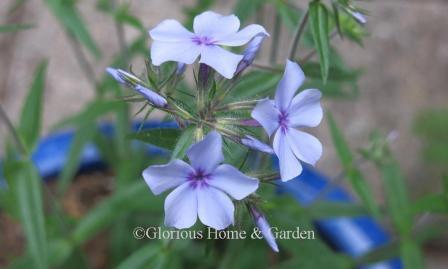 Phlox divaricata subsp. laphamii 'Chattahoochee'