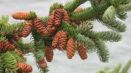 Picea glauca