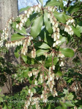 Pieris japonica