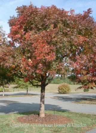 Pistacia chinensis