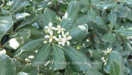 Pittosporum tobira