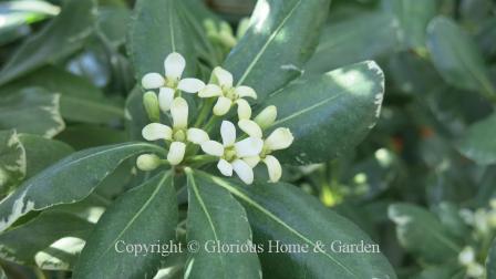 Pittosporum tobira