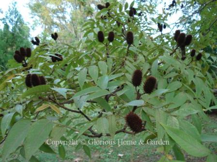 Platycarya strobilacea