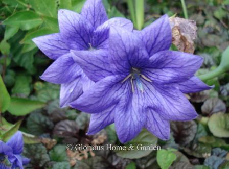 Platycodon grandiflorus 'Hakone Double Blue'