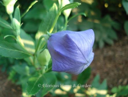 Platycodon grandiflorus 'Mariesii'