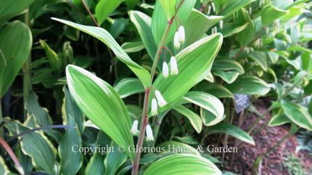 Polygonatum odoratum 'Variegatum'