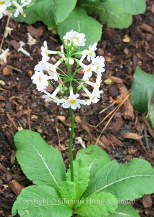 Primula japonica 'Postford White'