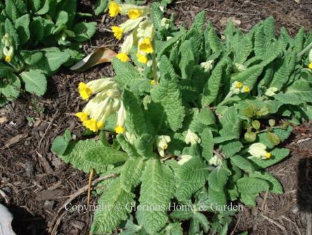 Primula veris