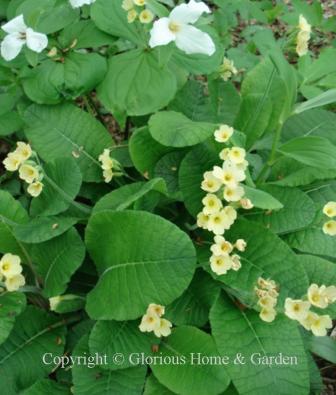 Primula vulgaris