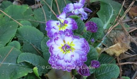 Primula vulgaris Belarina® ‘Lively Lilac’