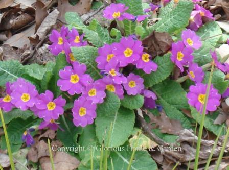 Primula x polyantha