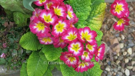 Primula x polyantha 2