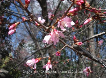 Prunus 'Okame'