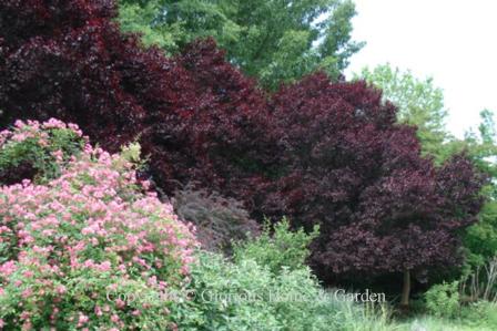 Prunus cerifera 'Thundercloud'