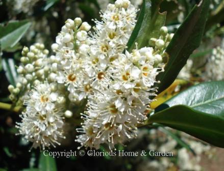 Prunus laurocerasus 'Otto Luyken'