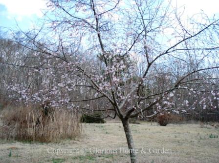 Prunus subhirtella var. autumnalis