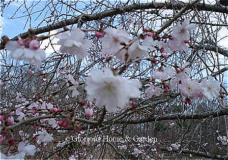 Prunus subhirtella var. autumnalis is a lovely graceful tree that delights with a sprinkling of pale pink to white blossoms in the fall in mild areas and a heavier bloom in the spring.