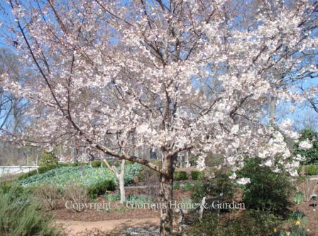 Prunus 'Akebono'