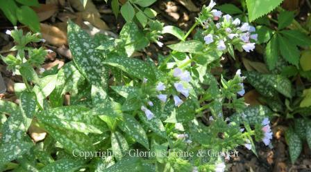 Pulmonaria x 'Roy Davidson'