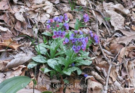 Pulmonaria saccharata