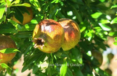 Punica granatum 'State Fair'