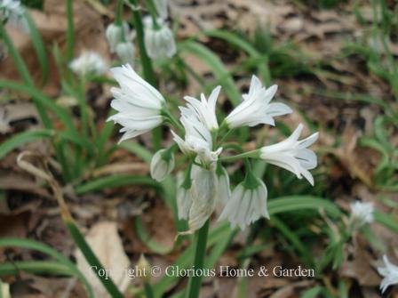 Puschkinia scilloides var. libanotica