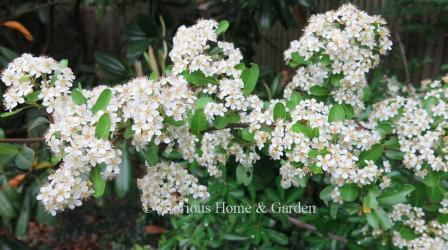 Pyracantha coccinea has clusters of tiny white flowers all along the branches becoming bright red-orange berries in fall.