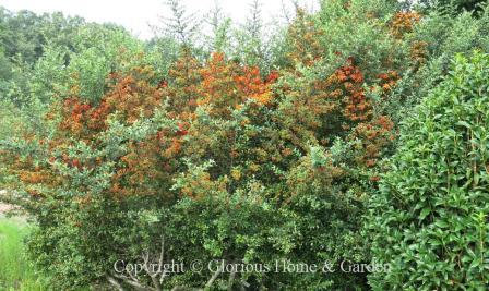 Pyracantha coccinea Mohave