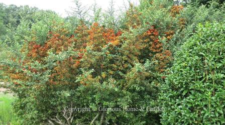 Pyracantha coccinea 'Mojave'