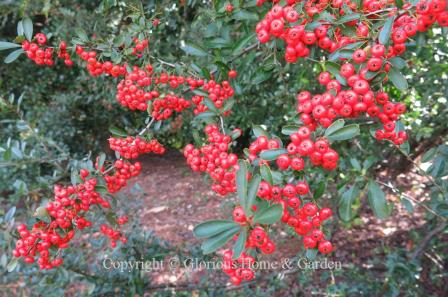 Pyracantha koidzumii