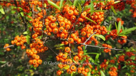 Pyracantha x 'Navajo' is a smaller-sized firethorn which grows to about 6' and produces bright orange-red berries.