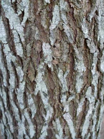 Cercis canadensis, redbud