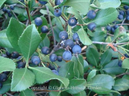 indian hawthorn berries poisonous to dogs