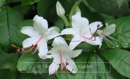 Rhododendron arborescens has white flowers with pink stamens and is very fragant.