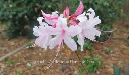 Aromi hybrid azalea 'Spring Sensation' has pink buds that open white with a pale pink stripe down the center of each flower.  Beautifully scented.